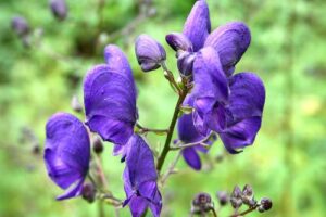 ACONITUM-NAPELLUS