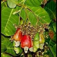 ANACARDIUM ORIENTALE