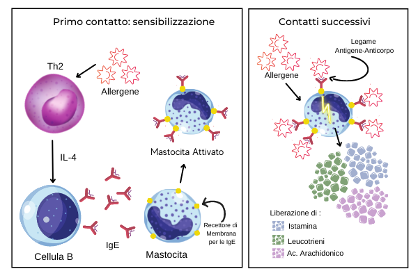 Rimedi per le allergie