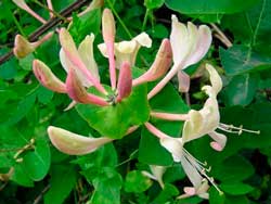 honeysuckle