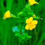 mimulus fiore